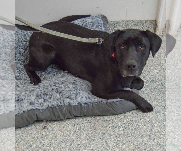 Medium Photo #3 Mutt Puppy For Sale in Huntley, IL, USA