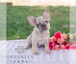 Small #2 French Bulldog