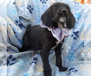 Irish Setter-Poodle (Miniature) Mix Dogs for adoption in Grovertown, IN, USA