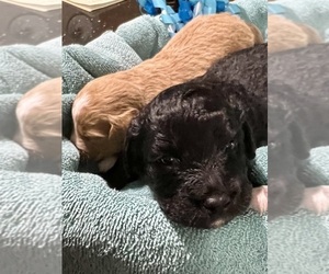 Aussiedoodle Miniature  Puppy for sale in GOSHEN, OH, USA