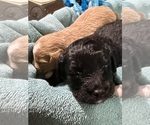 Small Photo #1 Aussiedoodle Miniature  Puppy For Sale in GOSHEN, OH, USA