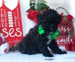 Small Photo #5 Poodle (Miniature) Puppy For Sale in CLAY, PA, USA