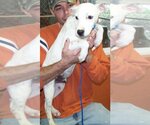 Small #13 American Pit Bull Terrier Mix