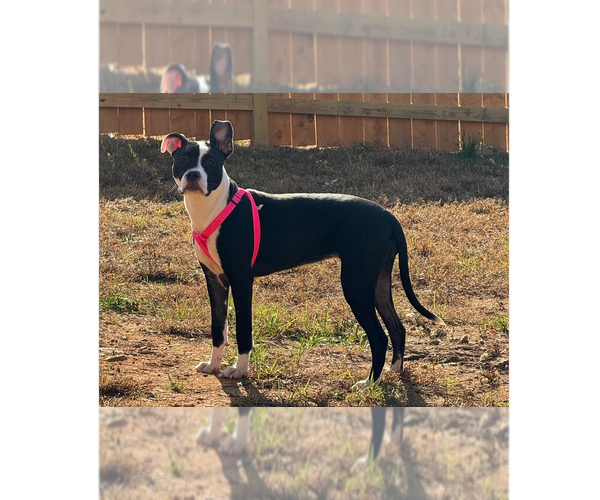 Medium Photo #1 Mutt Puppy For Sale in Raleigh, NC, USA