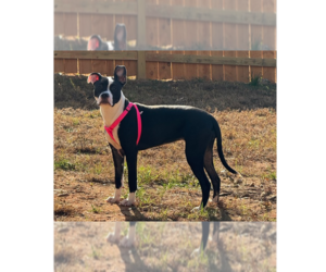 Mutt Dogs for adoption in Raleigh, NC, USA