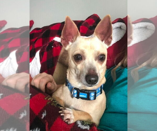 Medium Photo #1 Chihuahua-Unknown Mix Puppy For Sale in Morganville, NJ, USA