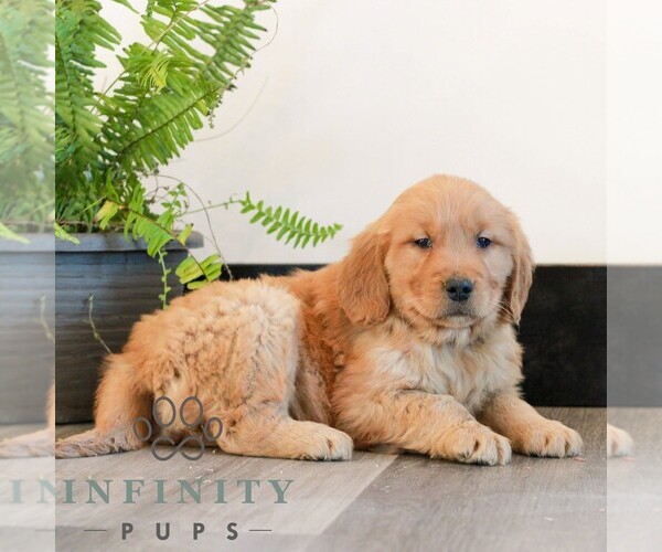 Medium Photo #3 Golden Retriever Puppy For Sale in LITITZ, PA, USA