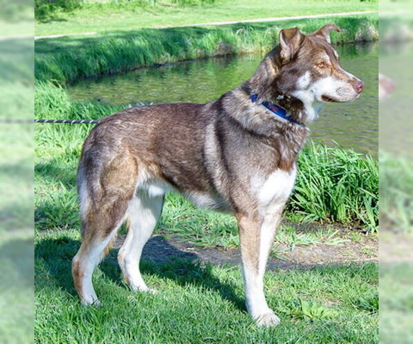 Medium Photo #3 Siberian Husky-Unknown Mix Puppy For Sale in Omaha, NE, USA