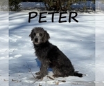 Image preview for Ad Listing. Nickname: Peter