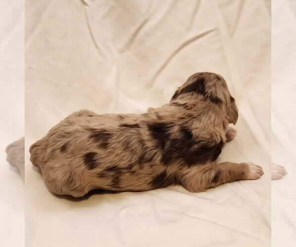 Medium Photo #9 F2 Aussiedoodle Puppy For Sale in COLUMBIA, TN, USA