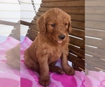 Small Photo #6 Goldendoodle Puppy For Sale in DAYTON, VA, USA