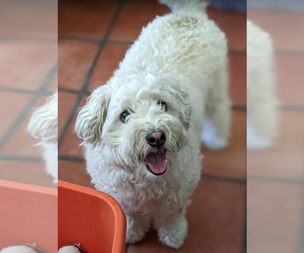 Medium Photo #6 Mutt Puppy For Sale in San Diego, CA, USA