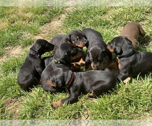Doberman Pinscher Puppy for sale in CALHOUN, GA, USA