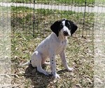 Small Photo #52 German Shorthaired Pointer Puppy For Sale in MCKINNEY, TX, USA