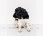 Small Photo #2 Goldendoodle-Irish Doodle Mix Puppy For Sale in LITTLE ROCK, AR, USA