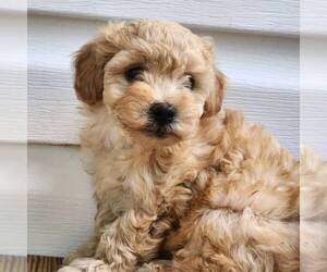 Maltipoo Puppy for sale in MECHANICSVILLE, MD, USA
