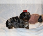 Small #3 ShihPoo