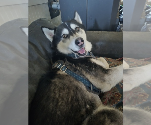 Medium Photo #1 Siberian Husky Puppy For Sale in BURLINGTON, WA, USA