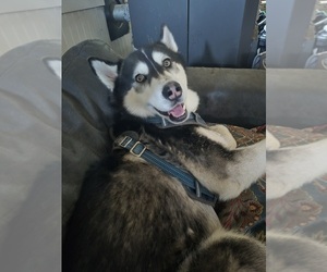 Father of the Siberian Husky puppies born on 06/21/2026