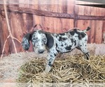 Small #15 Catahoula Leopard Dog