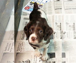 Brittany Puppy for sale in BLOSSBURG, PA, USA