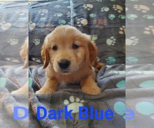 Golden Retriever Puppy for sale in MOUNT GILEAD, NC, USA