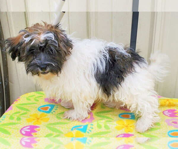 Medium Photo #2 Havanese Puppy For Sale in Mountain View, MO, USA