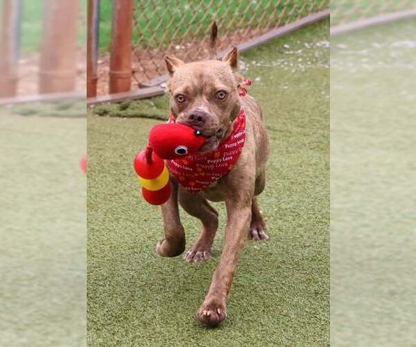 Medium Photo #13 American Pit Bull Terrier-Unknown Mix Puppy For Sale in Rockaway, NJ, USA