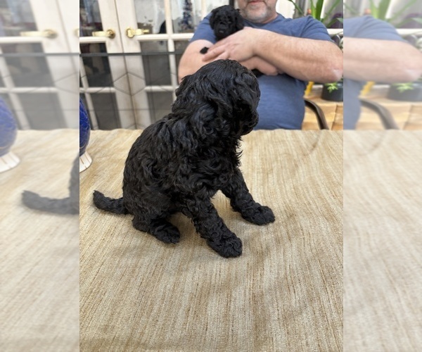 Medium Photo #15 Poodle (Miniature) Puppy For Sale in EAST AMHERST, NY, USA