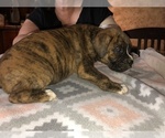 Small Photo #3 Boxer Puppy For Sale in BISMARCK, AR, USA