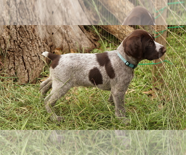 Medium Photo #6 German Shorthaired Pointer-German Wirehaired Pointer Mix Puppy For Sale in FREDERICKSBURG, TX, USA