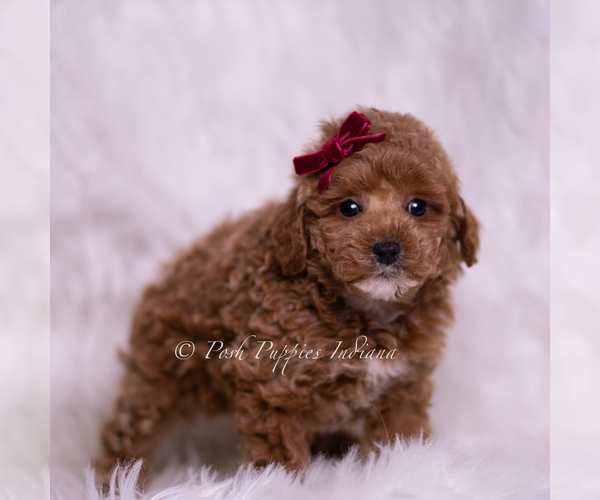 Medium Photo #4 Poodle (Toy) Puppy For Sale in WARSAW, IN, USA