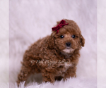 Small Photo #50 Poodle (Toy) Puppy For Sale in WARSAW, IN, USA
