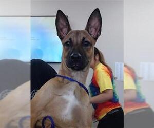 Mutt Dogs for adoption in Pasadena, TX, USA