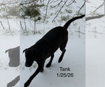 Small #4 Labrador Retriever Mix