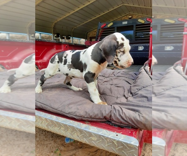 Medium Photo #1 Great Dane Puppy For Sale in FRANKLIN, TX, USA