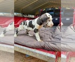 Small Photo #1 Great Dane Puppy For Sale in FRANKLIN, TX, USA