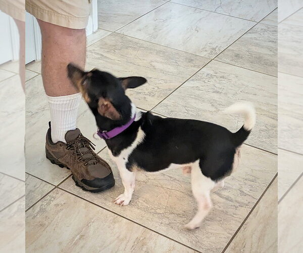 Medium Photo #3 Rat Terrier Puppy For Sale in Atlanta, GA, USA