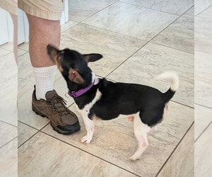 Stilton (TN) - Male Rat Terrier Dog for Adoption - Photo #3
