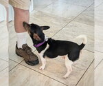 Small Photo #3 Rat Terrier Puppy For Sale in Atlanta, GA, USA