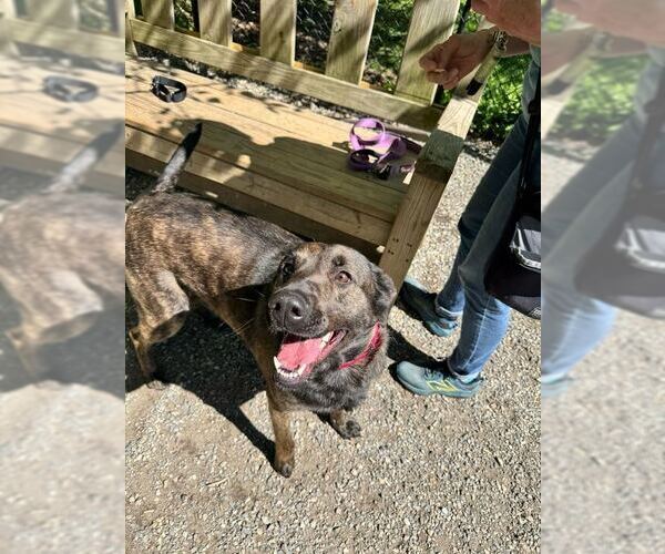 Medium Photo #3 Mutt Puppy For Sale in Elmsford, NY, USA