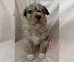Small #29 Australian Shepherd