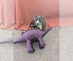 Small #4 Mutt