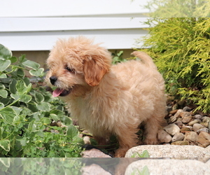 Shih-Poo Puppy for sale in SHILOH, OH, USA
