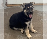 Small #28 German Shepherd Dog