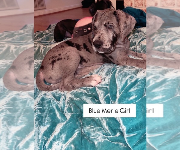 Medium Photo #4 Great Dane Puppy For Sale in SPRING, TX, USA