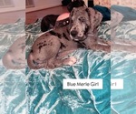 Puppy Dana Great Dane