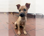 Small #3 Mutt