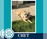 Small Photo #7 Anatolian Shepherd-Unknown Mix Puppy For Sale in Kimberton, PA, USA