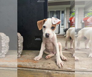 Bullboxer Pit Dogs for adoption in Duluth, MN, USA
